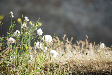 Natural background with fluffy plants in dry grass.