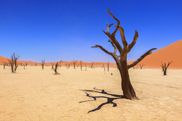 Namib Naukluft national Park / Clay plateau in the Central part of the Namib desert on the territory of the Namib-Naukluft national Park, known for the world's largest red sand dunes and deadwoods