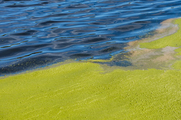 water surface split in half by the green algae on the surface