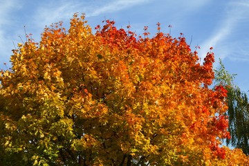 Fototapeta premium Autumn maple 