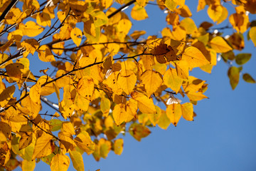 golden coloured autumn leaves back lit by the sun under the blue sky on a sunny day