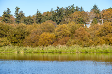 forest display full autumn colour by the edge of the pond under blue sky