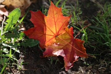 Two maple leaves 