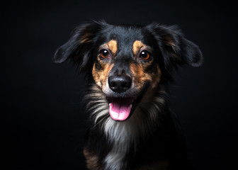 Portrait of Border collie isolated on black background