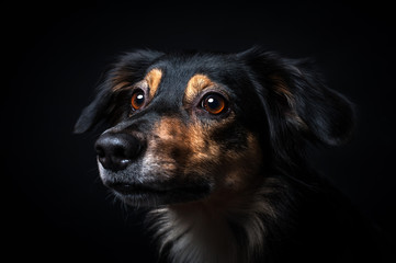 Portrait of Border collie isolated on black background