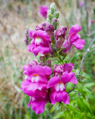 Wildflower Bunch