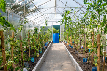 Greenhouse with cucumbers on the farm