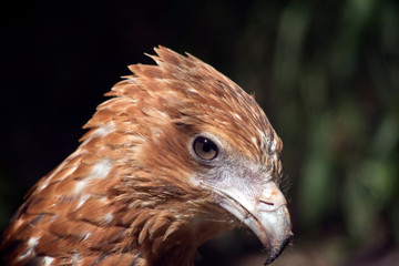 this is a close up of a wedge tailed eagle