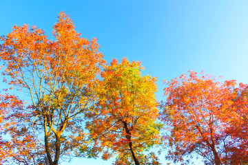Seasonal concept: Season of beautiful autumn leaves