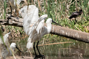 royal spoonbill is flapping its wings