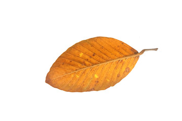 yellow leaf isolated on white background