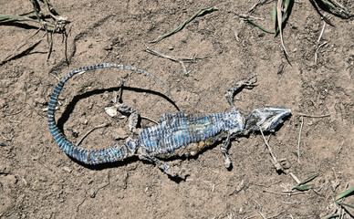 The little lizard lies dead and crushed belly up on a sandy path.