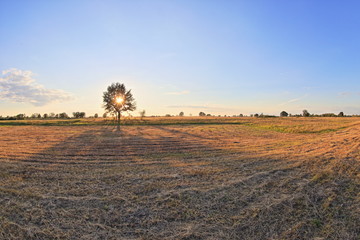 plowed field and tree in spring