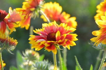 Flowers