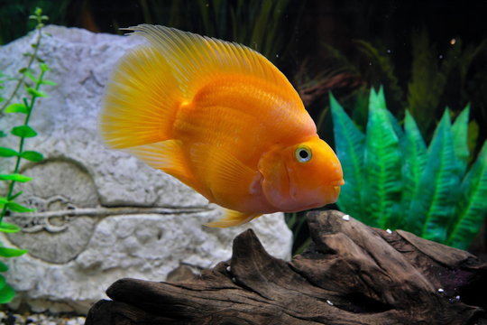 Big yellow parrot fish in aquarium