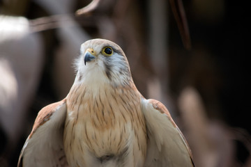 this is a close up of a nankeen kestrel