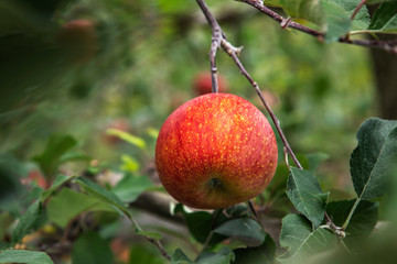 사과나무 가지에 사과가 탐스럽다