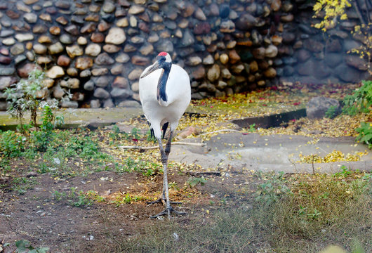 Red-crowned crane. It is a sacred bird in Japan and China. Japanese crane is one of the largest, its height is about 158 cm and weight 7.5 kg.