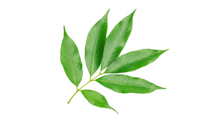 Green lychee leaf on a white background.