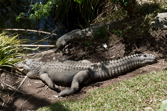 the large alligator is resting