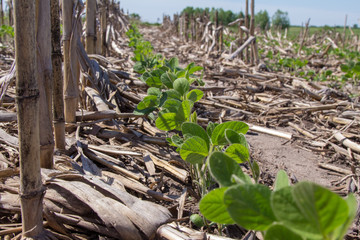 soybeans growing up through corn stover in a no-till planting