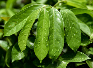 Rain drops on green leaf