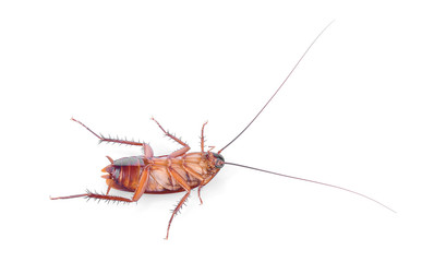Dead cockroaches on white background