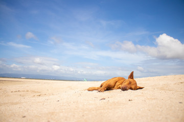 空と犬とビーチ