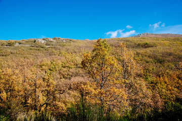 Fototapeta premium Beech forest in Autumn time a sunny day