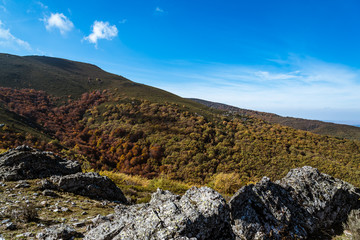 Beech forest in Autumn time a sunny day