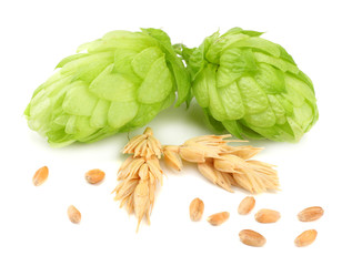 Hop cones and wheat ears isolated on white background. Beer brewing ingredients. Beer brewery...