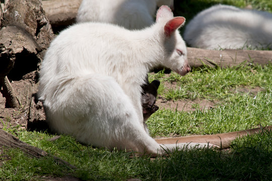 albino red necked wallaby with brown joey in her pouch