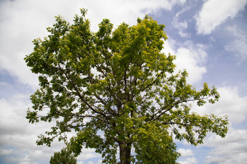Natural tree plant with sky clouds