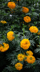 Marigold flower or Paper flower in garden