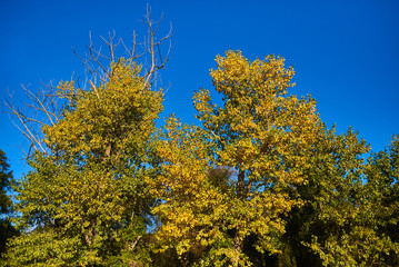 Fototapeta premium Leaves with a colors of autumn
