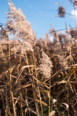 Fototapeta premium Selective soft focus of beach dry grass, reeds, stalks blowing in the wind at golden sunset light.