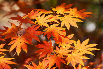 The maple red leaves of Benxi of China.