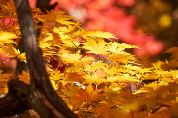 The maple red leaves of Benxi of China.