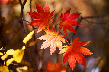 The maple red leaves of Benxi of China.