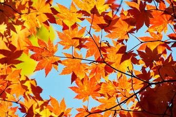The maple red leaves of Benxi of China.
