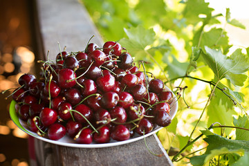 cherry cherries ripe bright in drops of dew abundance