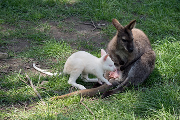 red necked wallaby with albino joey
