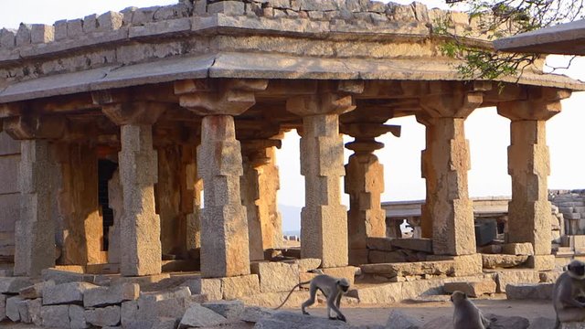 Monkeys in Hampi ruins in India.
The northern plains gray langur (Semnopithecus entellus) is a species of primate in the family Cercopithecidae.