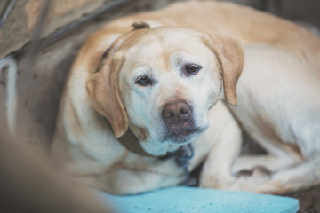 Abandoned dog. Sad Labrador retriever lying in the street. Emaciated dog