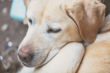 Abandoned dog. Sad Labrador retriever lying in the street. Emaciated dog