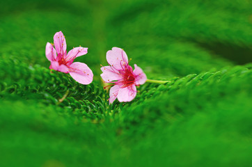Close up pink flower nature green leaf