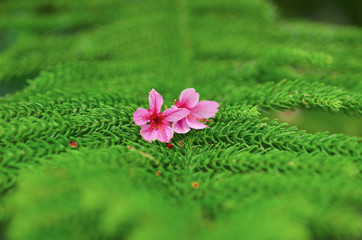 Close up pink flower nature green leaf