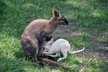 red necked wallaby with an albino  joey next to her