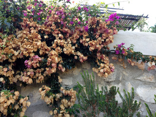 Flowers in Capri Island in Italy