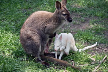 Naklejka na ściany i meble red necked wallaby with an albino joey next to her